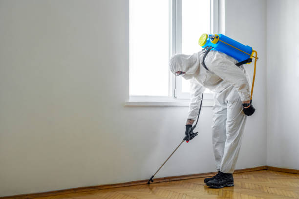 Best Termite Control Services  in Wellington, CO