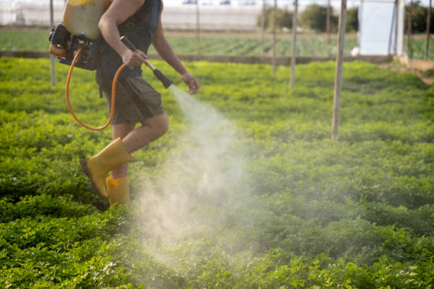 Best Local Pest Control Services  in Wellington, CO