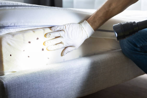 Best Exterminator Services  in Wellington, CO