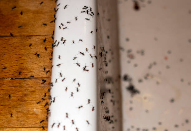 Best Affordable Pest Control Services  in Wellington, CO