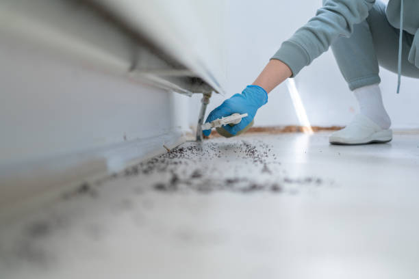 Reliable Wellington, CO Pest Control Solutions
